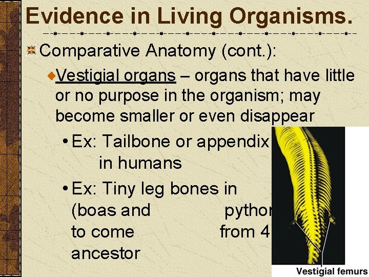 Evidence in Living Organisms. Comparative Anatomy (cont. ): Vestigial organs – organs that have