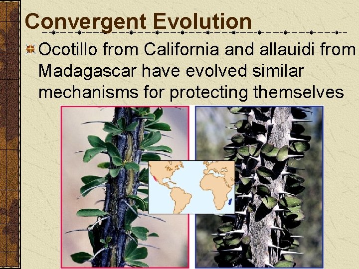 Convergent Evolution Ocotillo from California and allauidi from Madagascar have evolved similar mechanisms for