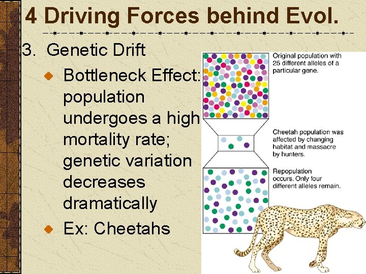 4 Driving Forces behind Evol. 3. Genetic Drift Bottleneck Effect: population undergoes a high