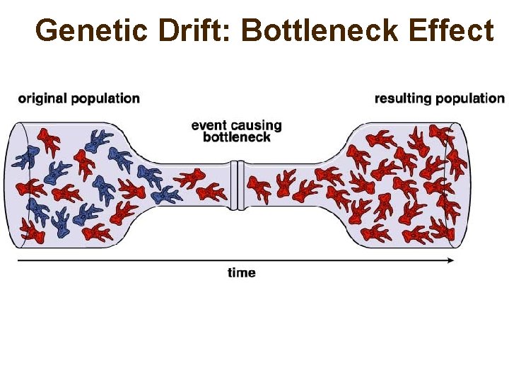 Genetic Drift: Bottleneck Effect 