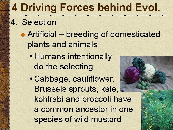 4 Driving Forces behind Evol. 4. Selection Artificial – breeding of domesticated plants and