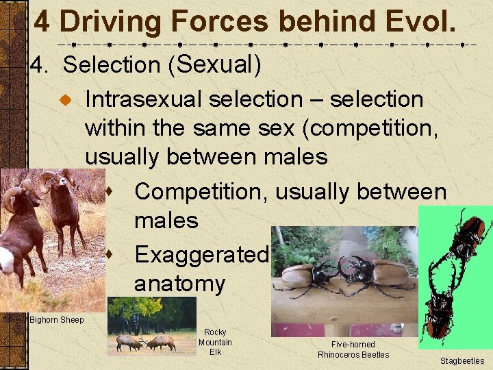 4 Driving Forces behind Evol. 4. Selection (Sexual) Intrasexual selection – selection within the