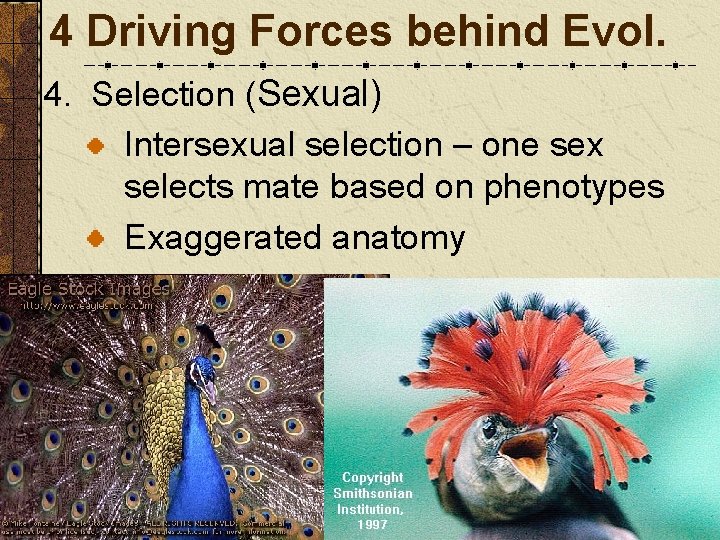 4 Driving Forces behind Evol. 4. Selection (Sexual) Intersexual selection – one sex selects