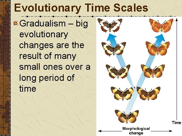 Evolutionary Time Scales Gradualism – big evolutionary changes are the result of many small