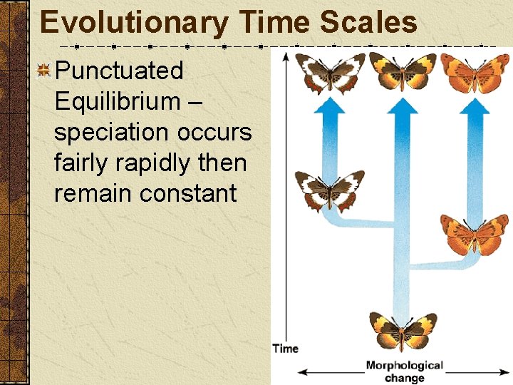 Evolutionary Time Scales Punctuated Equilibrium – speciation occurs fairly rapidly then remain constant 