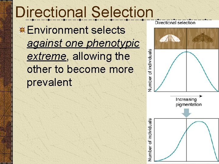 Directional Selection Environment selects against one phenotypic extreme, allowing the other to become more