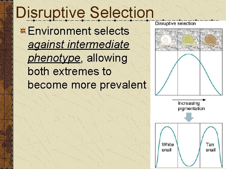 Disruptive Selection Environment selects against intermediate phenotype, allowing both extremes to become more prevalent