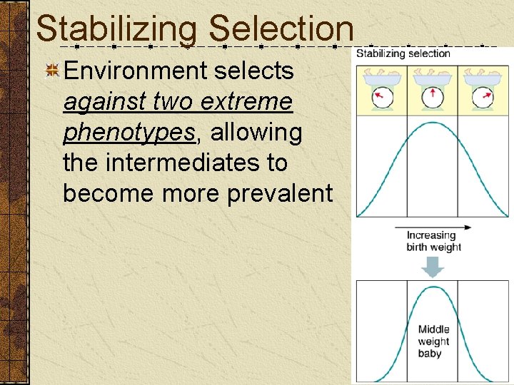 Stabilizing Selection Environment selects against two extreme phenotypes, allowing the intermediates to become more