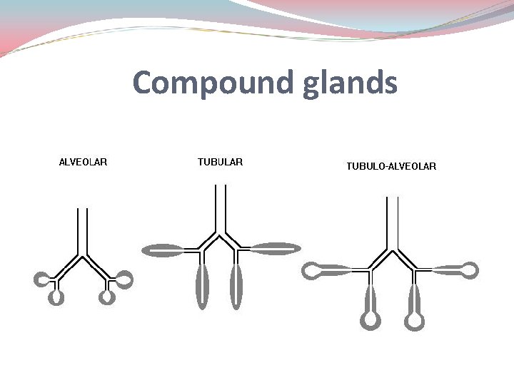 Compound glands 