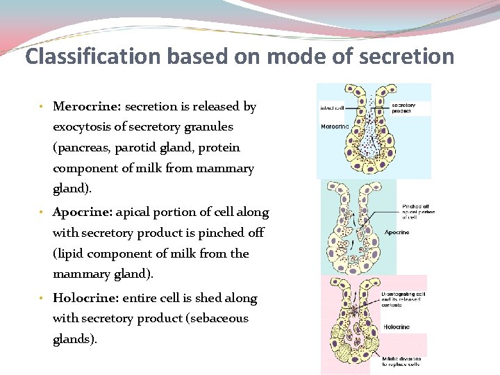 Classification based on mode of secretion • Merocrine: secretion is released by exocytosis of