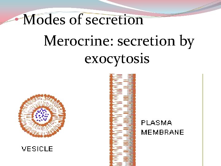  • Modes of secretion Merocrine: secretion by exocytosis 