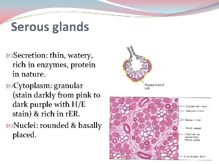 Serous glands Secretion: thin, watery, rich in enzymes, protein in nature. Cytoplasm: granular (stain