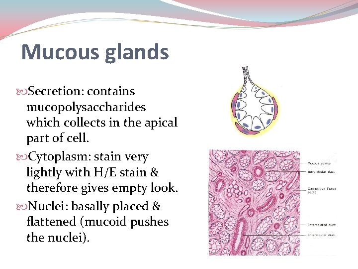 Mucous glands Secretion: contains mucopolysaccharides which collects in the apical part of cell. Cytoplasm: Mucous glands Secretion: contains mucopolysaccharides which collects in the apical part of cell. Cytoplasm: