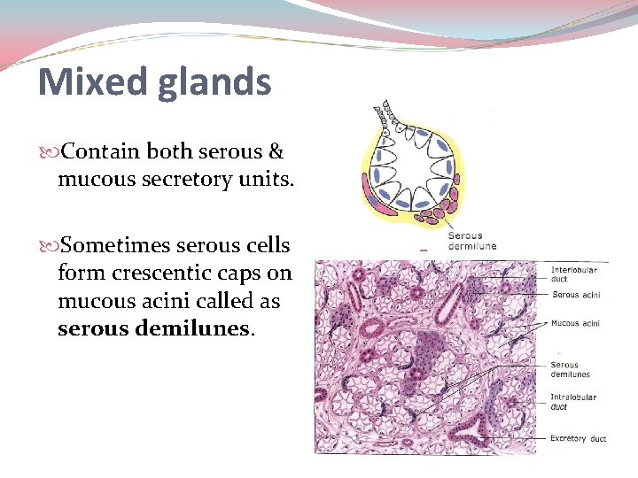 Mixed glands Contain both serous & mucous secretory units. Sometimes serous cells form crescentic