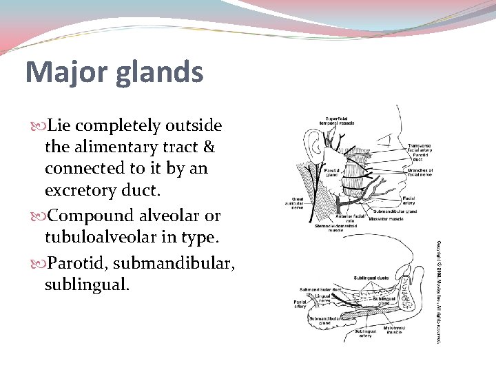 Major glands Lie completely outside the alimentary tract & connected to it by an