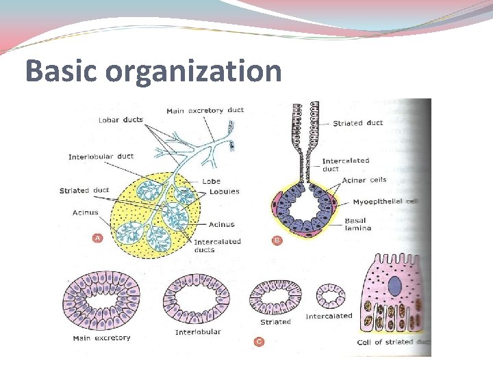 Basic organization 