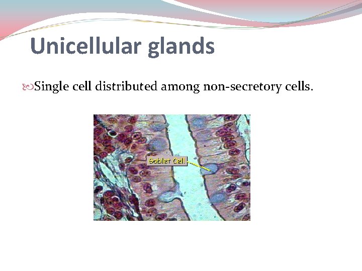 Unicellular glands Single cell distributed among non-secretory cells. 
