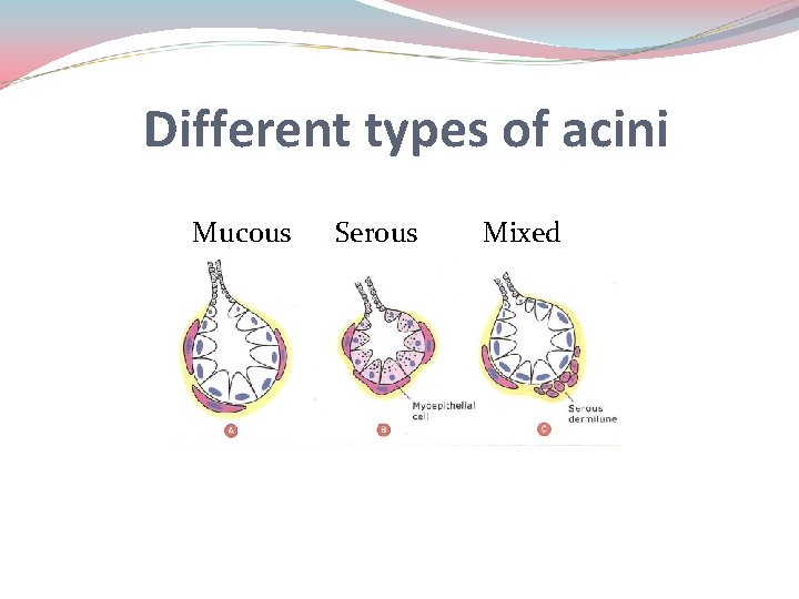 Different types of acini Mucous Serous Mixed 