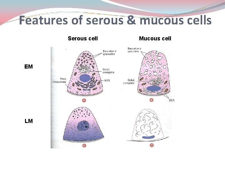 Features of serous & mucous cells Serous cell EM LM Mucous cell 