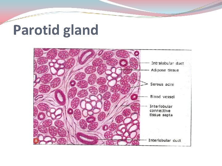 Parotid gland Parotid gland