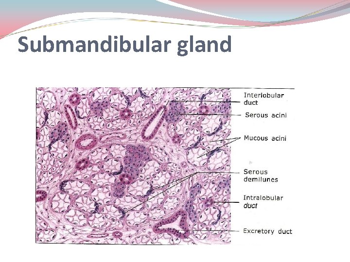 Submandibular gland 