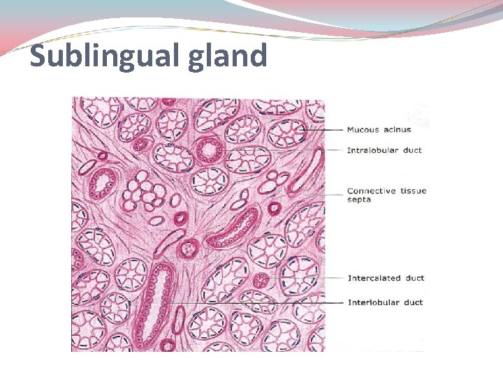 Sublingual gland Sublingual gland