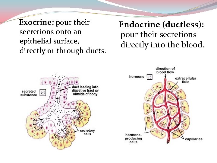 Exocrine: pour their secretions onto an epithelial surface, directly or through ducts. Endocrine (ductless): Exocrine: pour their secretions onto an epithelial surface, directly or through ducts. Endocrine (ductless):