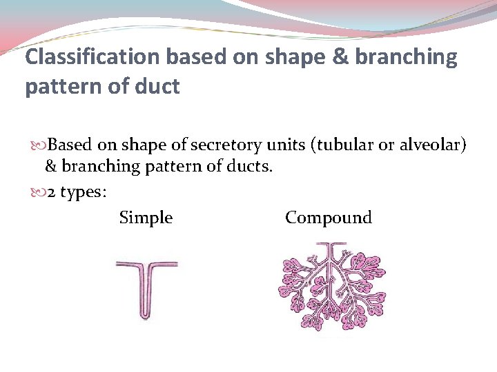 Classification based on shape & branching pattern of duct Based on shape of secretory Classification based on shape & branching pattern of duct Based on shape of secretory
