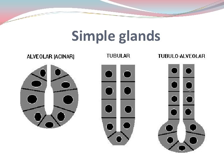 Simple glands 