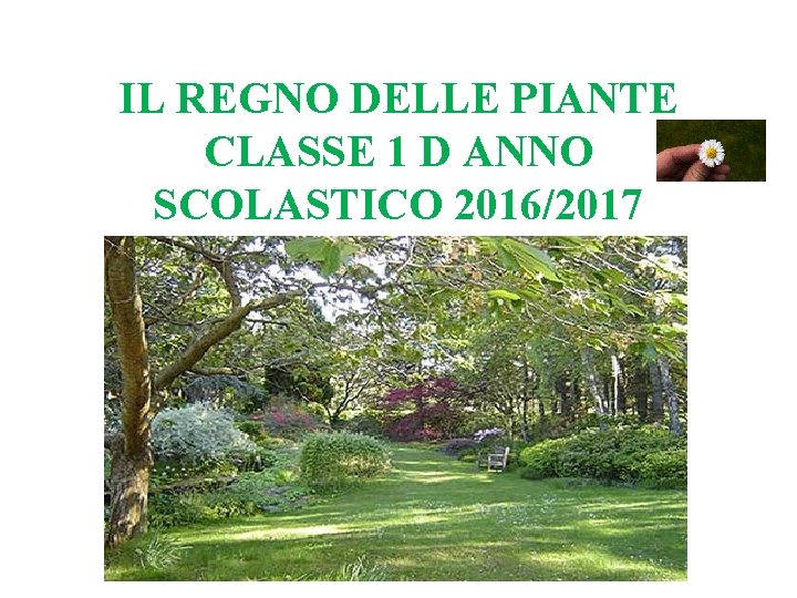 IL REGNO DELLE PIANTE CLASSE 1 D ANNO SCOLASTICO 2016/2017 