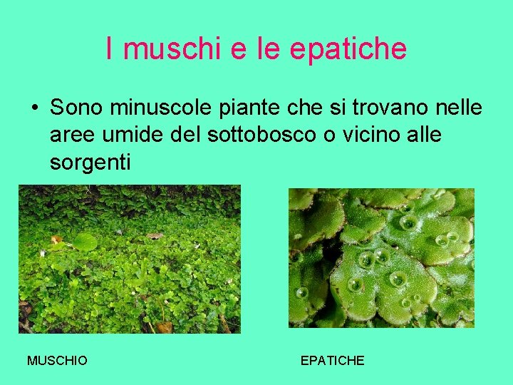 I muschi e le epatiche • Sono minuscole piante che si trovano nelle aree