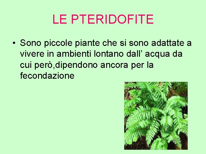 LE PTERIDOFITE • Sono piccole piante che si sono adattate a vivere in ambienti