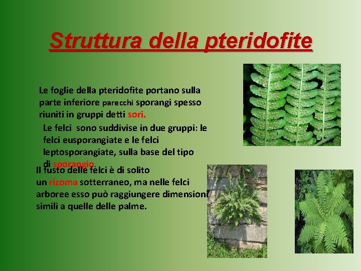 Struttura della pteridofite Le foglie della pteridofite portano sulla parte inferiore parecchi sporangi spesso