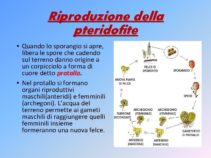Riproduzione della pteridofite • Quando lo sporangio si apre, libera le spore che cadendo