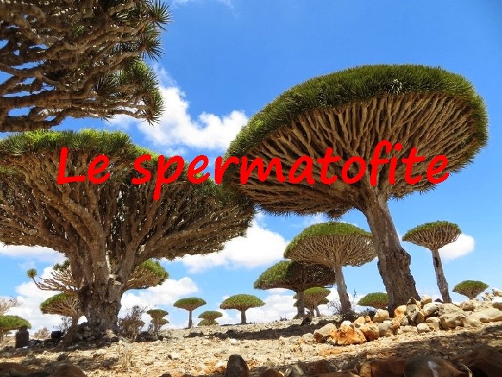 Le spermatofite 
