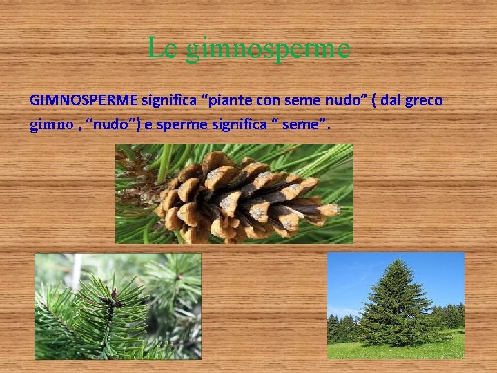 Le gimnosperme GIMNOSPERME significa “piante con seme nudo” ( dal greco gimno , “nudo”)