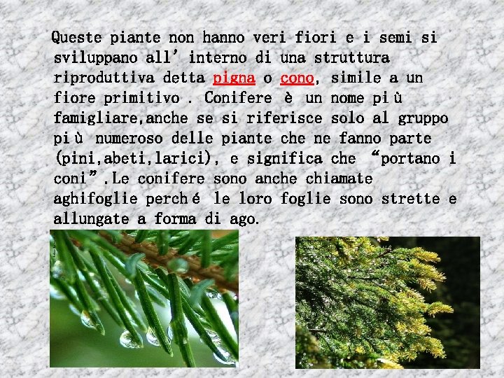 Queste piante non hanno veri fiori e i semi si sviluppano all’interno di una