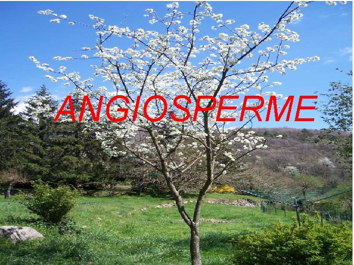 ANGIOSPERME 