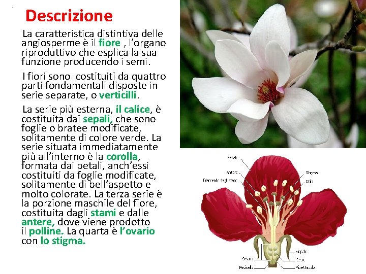  • Descrizione La caratteristica distintiva delle angiosperme è il fiore , l’organo riproduttivo