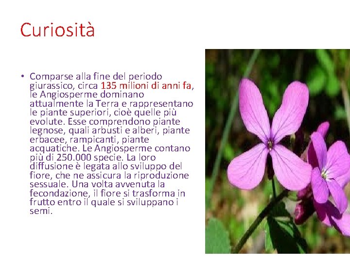 Curiosità • Comparse alla fine del periodo giurassico, circa 135 milioni di anni fa,