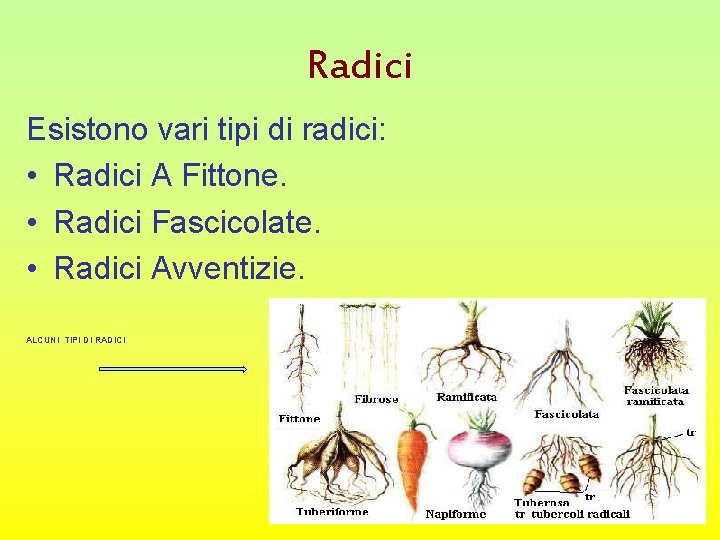 Radici Esistono vari tipi di radici: • Radici A Fittone. • Radici Fascicolate. •