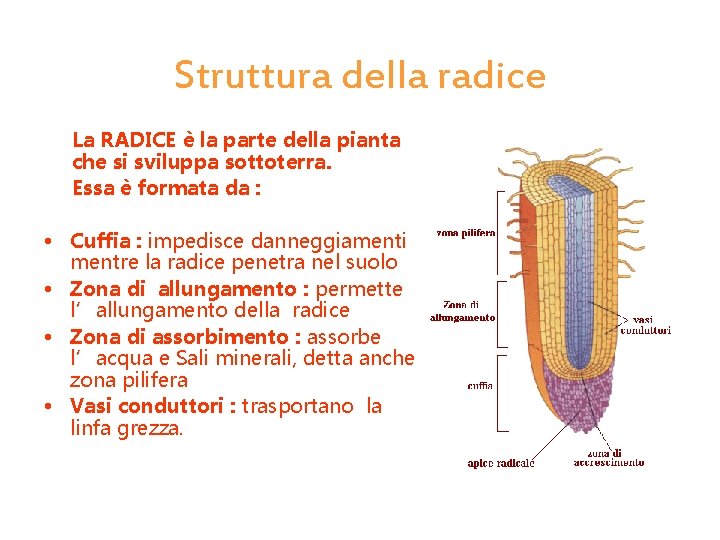 Struttura della radice La RADICE è la parte della pianta che si sviluppa sottoterra.