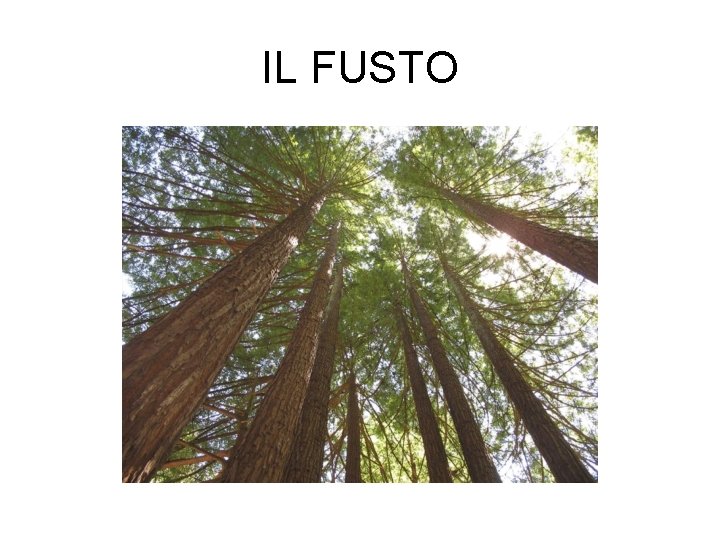 IL FUSTO 