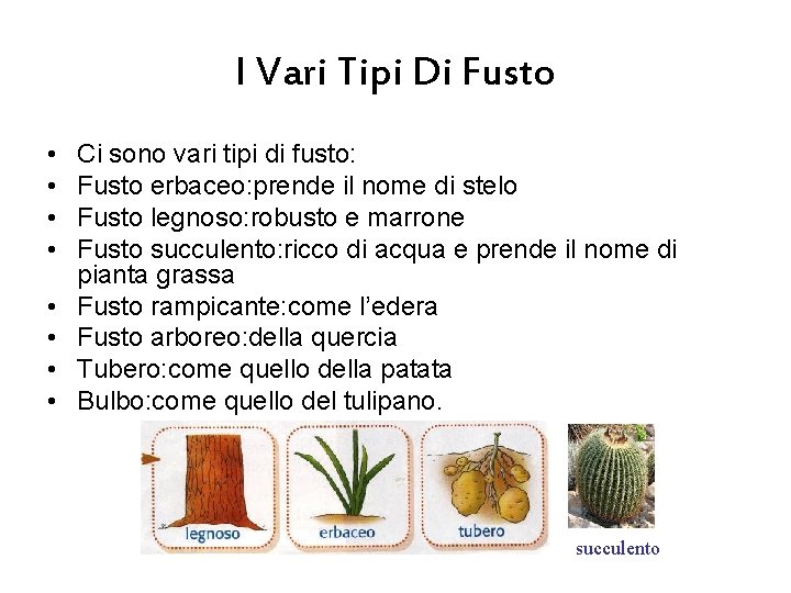 I Vari Tipi Di Fusto • • Ci sono vari tipi di fusto: Fusto