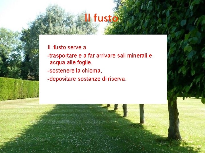 Il fusto serve a -trasportare e a far arrivare sali minerali e acqua alle
