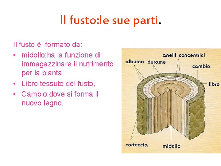 Il fusto: le sue parti. Il fusto è formato da: • midollo: ha la