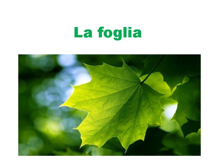 La foglia 