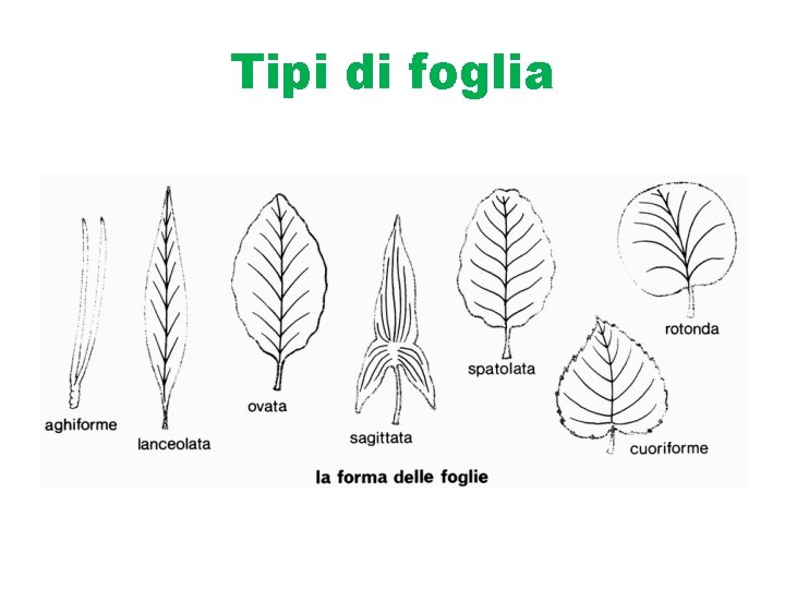 Tipi di foglia 