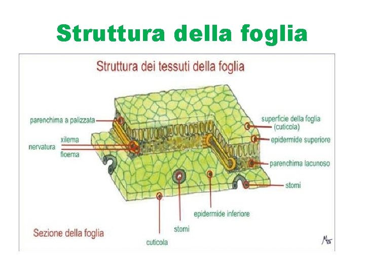 Struttura della foglia 