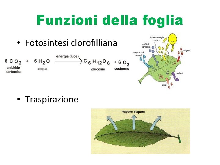 Funzioni della foglia • Fotosintesi clorofilliana • Traspirazione 